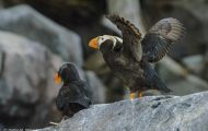 Tiere, Vögel - Regenpfeiferartige Vögel  Gelbschopflund_Fratercula cirrhata_Tufted Puffin 05.JPG