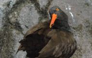 Tiere, Vögel - Regenpfeiferartige Vögel  Klippenausternfischer_Haematopus bachmani_ 01 (3).JPG