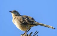 Tiere, Vögel - Schreivögel  Gartentyrann_Empidonax minimus_Least Flycatcher 04.JPG