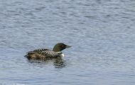 Tiere, Vögel - Seetaucher  Eistaucher_Gavia immer_Common Loon 01.JPG