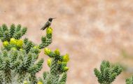 Tiere, Vögel - Seglervögel  Schwarzkinnkolibri_Archilochus alexandri_Black-Chinned Hummingbird 01.JPG