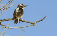 Tiere, Vögel - Spechtvögel  Dunenspecht_Picoides pubescens_Downy Woodpecker 02.JPG