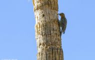 Tiere, Vögel - Spechtvögel  Gilaspecht_Melanerpes uropygialis_Gila Woodpecker 04.JPG