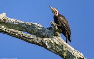 Tiere, Vögel - Spechtvögel  Helmspecht_Dryocopus pileatus_Pileated Woodpecker 02.JPG