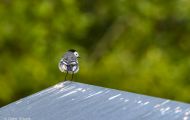Tiere, Vögel - Sperlingsvögel  Bachstelze_Motacilla alba_White Wagtail 01.JPG