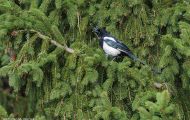 Tiere, Vögel - Sperlingsvögel  Elster_Pica pica_Eurasian Macpie 01.JPG
