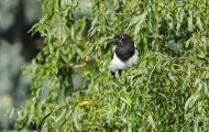 Tiere, Vögel - Sperlingsvögel  Elster_Pica pica_Eurasian Macpie 02.JPG