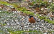 Tiere, Vögel - Sperlingsvögel  Gimpel_Dompfaff_Pyrrhula pyrrhula_Bullfinch 06.JPG