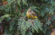 Tiere, Vögel - Sperlingsvögel  Grünfink_Carduelis chloris_Western Greenfinch 08.JPG