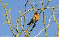 Tiere, Vögel - Sperlingsvögel  Hausgimpel_Carpodacus mexicanus_House Finch 02.JPG