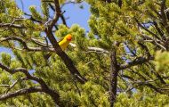 Tiere, Vögel - Sperlingsvögel  Kieferntangar_Piranga ludoviciana_Western Tanager 05.JPG