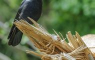 Tiere, Vögel - Sperlingsvögel  Kolkrabe_Corvus corax_Common Raven 04.JPG
