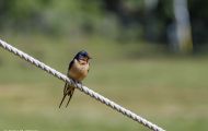 Tiere, Vögel - Sperlingsvögel  Mehlschwalbe_Delichon urbica_House Martin 06.JPG