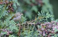 Tiere, Vögel - Sperlingsvögel  Sommergoldhähnchen_Regulus ignicapillus_Firecrest 02.JPG