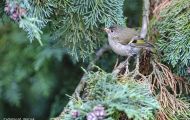 Tiere, Vögel - Sperlingsvögel  Sommergoldhähnchen_Regulus ignicapillus_Firecrest 03.JPG