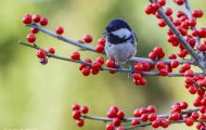 Tiere, Vögel - Sperlingsvögel  Tannenmeise_Parus ater_Coal Tit 06.JPG