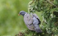 Tiere, Vögel - Taubenvögel  Ringeltaube_Columba palumbus_Wood Pigeon 01.JPG