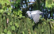 Tiere, Vögel - Taubenvögel  Ringeltaube_Columba palumbus_Wood Pigeon 07.JPG