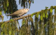 Tiere, Vögel - Taubenvögel  Türkentaube_Streptopelia decaocto_Eurasian Collared-Dove 06.JPG