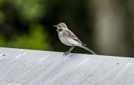 Tiere, Voegel - SperlingsvoegelGartengrasmuecke_Sylvia borin_Garden Warbler 02.JPG