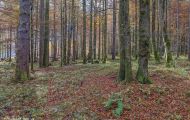 Wälder, Laubwald - Oberbayern  Laubwald 01.JPG