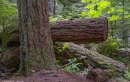 Wälder, Regenwald - Kanada  British Columbia, gemäßgter Regenwald 12.JPG