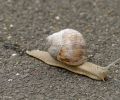 Weichtiere, Schnecken - Hainbänderschnecke_Cepaea nemoralis_Brown-lipped Snail 01.JPG