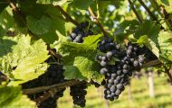 Wiesen & Felder, Weinreben - Weinreben Rot 11.JPG