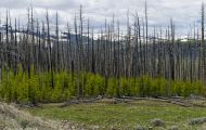 Wyoming, Northwest - Yellowstone National Park Dunraven Pass 02.JPG