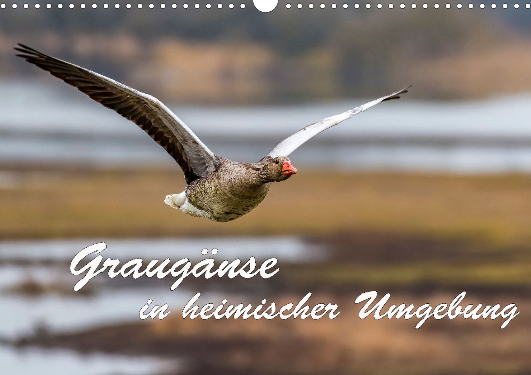 Heimische Gartenvögel - Titelseite Kalender
