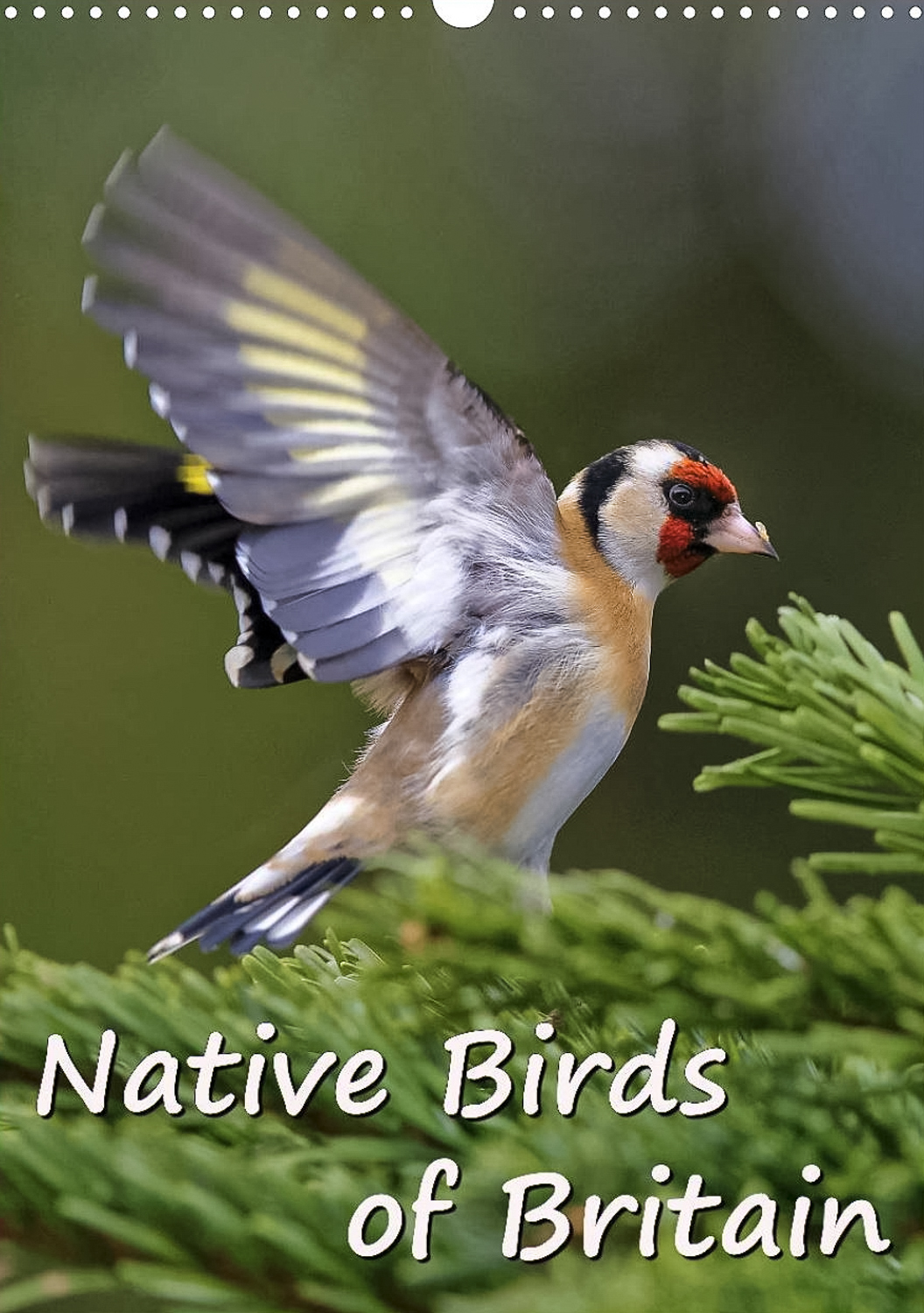 Native Birds of Britain - Titelseite Kalender